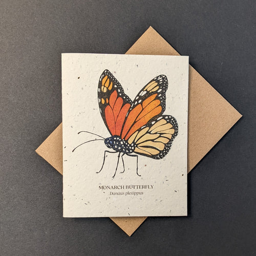 A white seed paper card with a brown craft envelope behind it on a black background. The card has a watercolor style illustration of a monarch butterfly The card reads: 
MONARCH BUTTERFLY
Danaus plexippus

Sold at Coyote Supply Co a BIPOC and LGBTQIA+ owned zero waste witch store in Reno Nevada