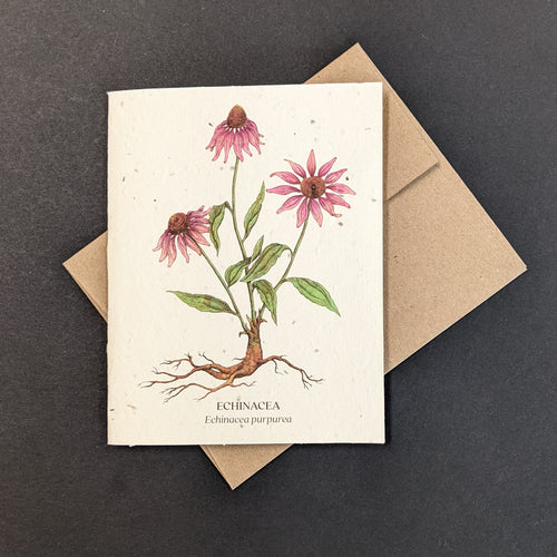 A white seed paper card with a brown craft envelope behind it on a black background. The card has a watercolor style illustration of three echinacea flowers and their roots. The card reads: 
ECHINACEA
Echinacea angustifolia

Sold at Coyote Supply Co a BIPOC and LGBTQIA+ owned zero waste witch store in Reno Nevada